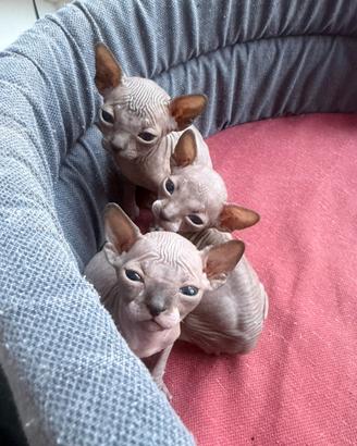 Cuccioli sphynx