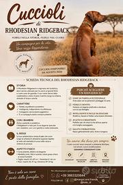 Cuccioli Rhodesian Ridgeback