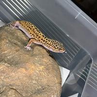 Geco leopardino