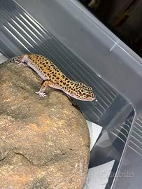 Geco leopardino