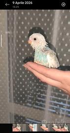 Cocorita allevata a mano