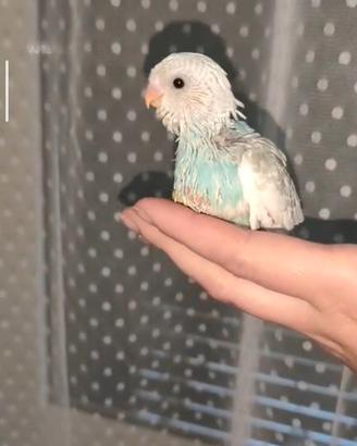 Cocorita allevata a mano