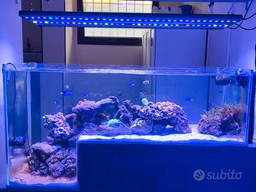 acquario marino