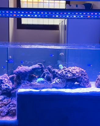 acquario marino
