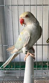 Parrocchetti dal collare