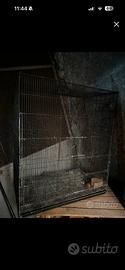 gabbia x uccelli o