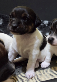 Cucciola Jack Russell Terrier