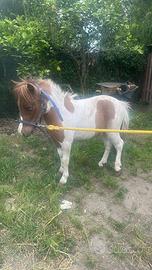 Mini pony maschio