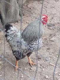 Gallo wyandotte nano