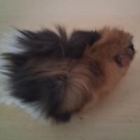 Cavie porcellini d'india