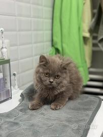Cuccioli Scottish Fold e British