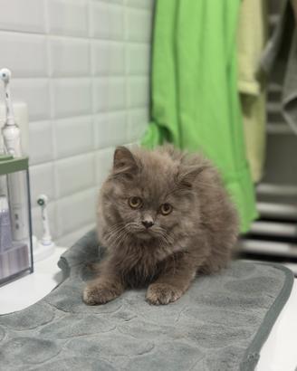 Cuccioli Scottish Fold e British