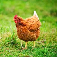 Galline Ovaiole