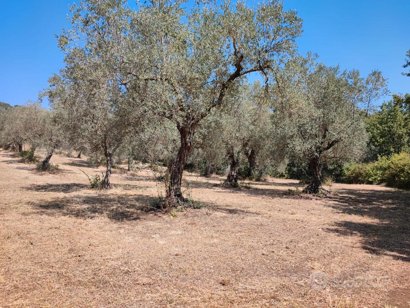 Terreno agricolo con uliveto di 15.633 m² - Vista 3
