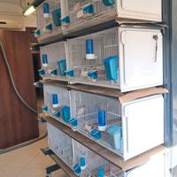 BATTERIA DI 8 GABBIE TERENZIANI 66x40x40