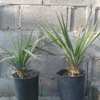 Piante di Yucca