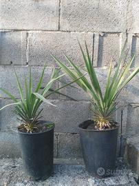 Piante di Yucca