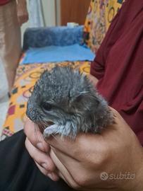  cuccioli  di cincillà