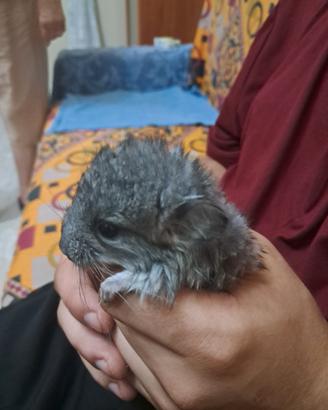  cuccioli  di cincillà