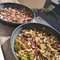 semi di acero giapponese