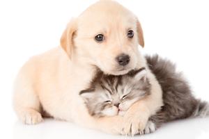 Attività di Toelettatura con Pet Shop