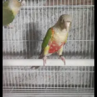 Pappagalli e uccelli varie razze