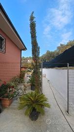 Cipresso dell' Arizona in vaso, alto 3 metri