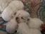 Immagine 6