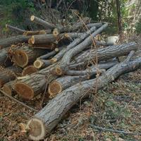 Legna di ulivo, agrumi e robinia