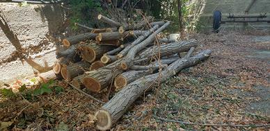 Legna di ulivo, agrumi e robinia