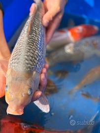 Carpe koi Giapponesi