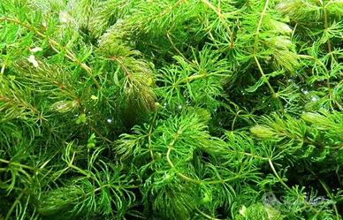 Pianta acquario ceratophyllum demersum