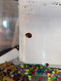 lumache per acquario acqua dolce 