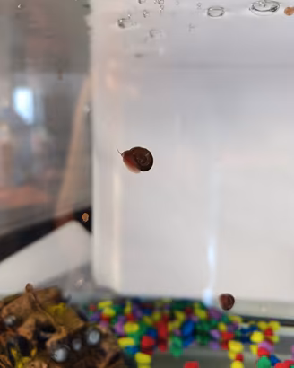 lumache per acquario acqua dolce 