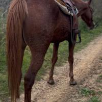 Puledra di 3 anni, garantita per chiunque