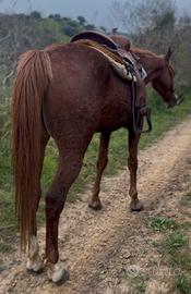 Puledra di 3 anni, garantita per chiunque