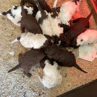 Cuccioli Lagotto romagnolo