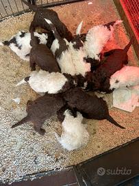 Cuccioli Lagotto romagnolo