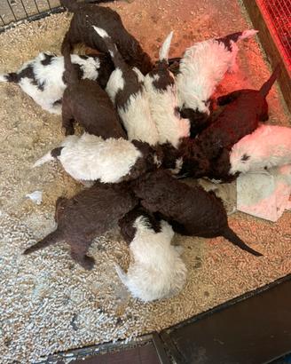 Cuccioli Lagotto romagnolo