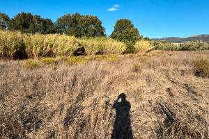 Terreno agricolo a soleminis (ca)