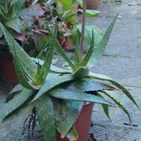 pianta di aloe 