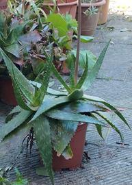 pianta di aloe 