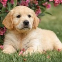 Cuccioli Golden Retriever Alta genealogia