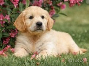 Cuccioli Golden Retriever Alta genealogia