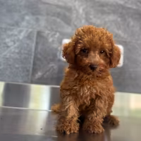 Barboncini Nani e Toy