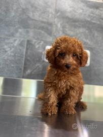 Barboncini Nani e Toy