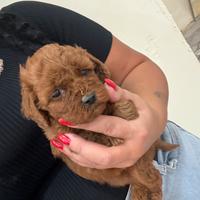 Barboncino Miny toy red