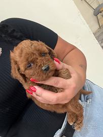 Barboncino Miny toy red