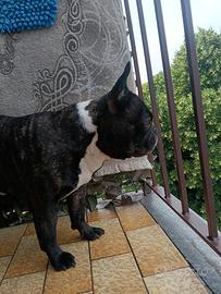 Accopiamento bulldog francese