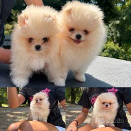 Volpino di Pomerania